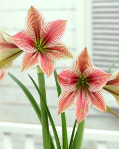 Amaryllis 'Exotic Star'