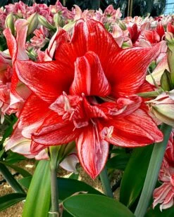 Amaryllis 'Flamed Amadeus' -Flowers Sales Store amaryllis flamed amadeus 00