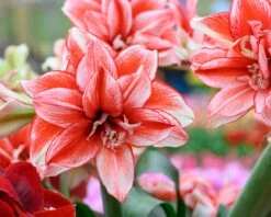 Amaryllis 'Flamed Amadeus' -Flowers Sales Store amaryllis flamed amadeus 1
