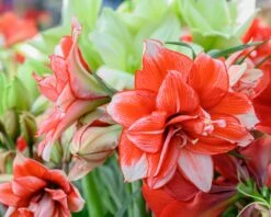 Amaryllis 'Flamed Amadeus' -Flowers Sales Store amaryllis flamed amadeus 2