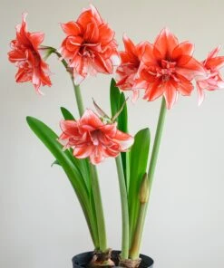 Amaryllis 'Flamed Amadeus' -Flowers Sales Store amaryllis flamed amadeus 3
