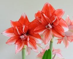 Amaryllis 'Flamed Amadeus' -Flowers Sales Store amaryllis flamed amadeus 4