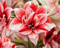 Amaryllis 'Flamed Amadeus' -Flowers Sales Store amaryllis flamed amadeus 5