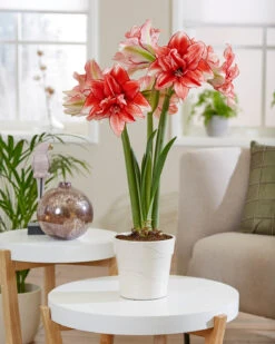 Amaryllis 'Flamed Amadeus' -Flowers Sales Store amaryllis flamed amadeus 7