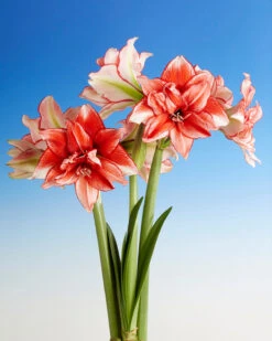 Amaryllis 'Flamed Amadeus' -Flowers Sales Store amaryllis flamed amadeus 8