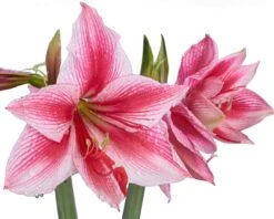 Amaryllis 'Gervase' -Flowers Sales Store amaryllis gervase 2
