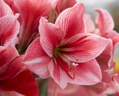 Amaryllis 'Gervase' -Flowers Sales Store amaryllis gervase 4