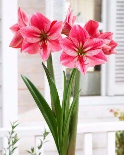 Amaryllis 'Gervase' -Flowers Sales Store amaryllis gervase 6
