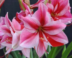 Amaryllis 'Gervase' -Flowers Sales Store amaryllis gervase 7