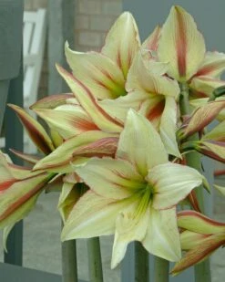 Amaryllis 'Green Valley' 10 Amaryllis 'Green Valley' -Flowers Sales Store amaryllis green valley 2