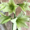 Amaryllis 'Green Valley'