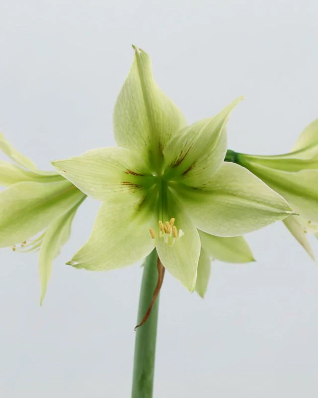 Amaryllis 'Green Valley' 7 Amaryllis 'Green Valley' - Image 5