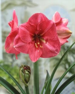 Amaryllis 'Hercules' -Flowers Sales Store amaryllis hercules 0