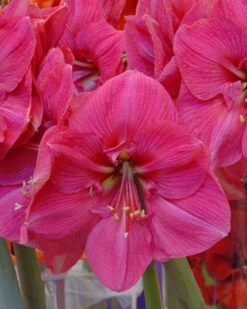 Amaryllis 'Hercules' -Flowers Sales Store amaryllis hercules 1
