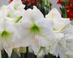 Amaryllis 'Mont Blanc' 9 Amaryllis 'Mont Blanc' -Flowers Sales Store amaryllis mont blanc 2