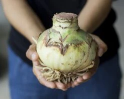 Amaryllis 'Temptation' 13 Amaryllis 'Temptation' -Flowers Sales Store amaryllis mont blanc 3 1403136d f4cd 43d3 9057 1899747cc7bd