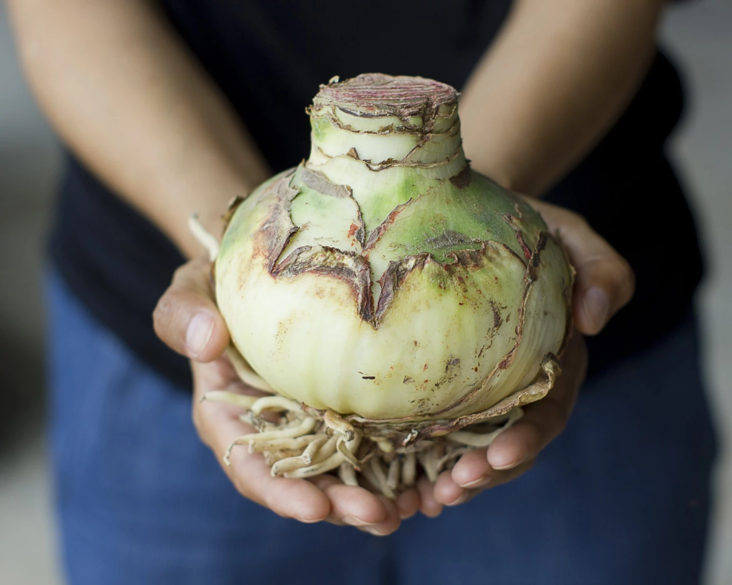 Amaryllis 'Temptation' 8 Amaryllis 'Temptation' - Image 6
