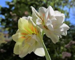 Amaryllis 'Nymph' 12 Amaryllis 'Nymph' -Flowers Sales Store amaryllis nymph 1