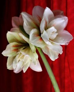 Amaryllis 'Nymph' 11 Amaryllis 'Nymph' -Flowers Sales Store amaryllis nymph 2