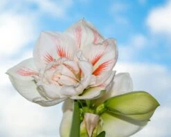 Amaryllis 'Nymph' 13 Amaryllis 'Nymph' -Flowers Sales Store amaryllis nymph 3