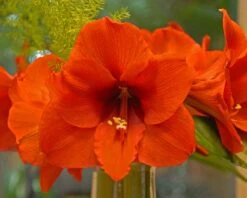 Amaryllis 'Orange Souvereign' -Flowers Sales Store amaryllis orange souvereign 2