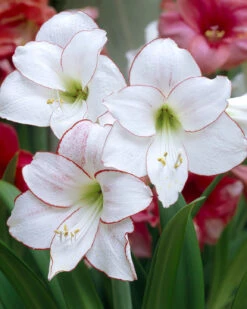 Amaryllis 'Picotee'