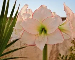 Amaryllis 'Picotee' -Flowers Sales Store amaryllis picotee 10