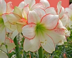 Amaryllis 'Picotee' -Flowers Sales Store amaryllis picotee 11
