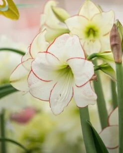 Amaryllis 'Picotee' -Flowers Sales Store amaryllis picotee 2