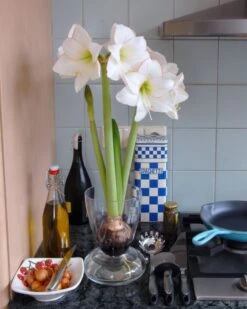 Amaryllis 'Picotee' -Flowers Sales Store amaryllis picotee 4