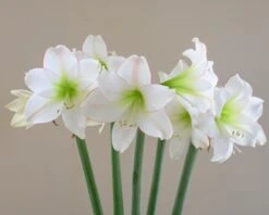Amaryllis 'Picotee' -Flowers Sales Store amaryllis picotee 7