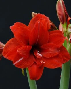 Amaryllis 'Red Peacock' -Flowers Sales Store amaryllis red peacock 1