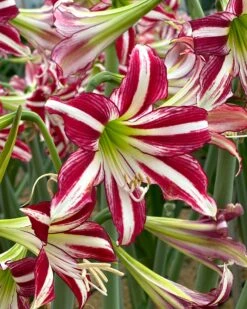 Amaryllis 'Santiago' -Flowers Sales Store amaryllis santiago 0