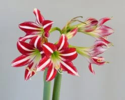 Amaryllis 'Santiago' -Flowers Sales Store amaryllis santiago 3