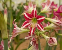 Amaryllis 'Santiago' -Flowers Sales Store amaryllis santiago 4