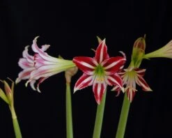 Amaryllis 'Santiago' -Flowers Sales Store amaryllis santiago 6