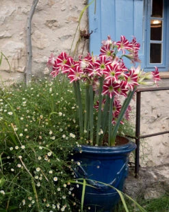 Amaryllis 'Santiago' -Flowers Sales Store amaryllis santiago 7