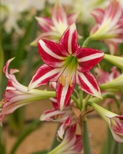 Amaryllis 'Santiago' -Flowers Sales Store amaryllis santiago 8