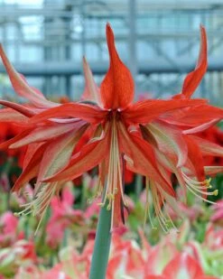 Amaryllis 'Sumatra' -Flowers Sales Store amaryllis sumatra 1