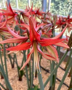 Amaryllis 'Sumatra' -Flowers Sales Store amaryllis sumatra 1 fc3603c1 e314 4681 9782 ed22ee95e584