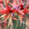 Amaryllis 'Sumatra' -Flowers Sales Store amaryllis sumatra 2 e3028823 9a22 457a a935 884c7756e0b5