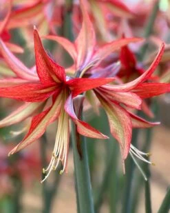 Amaryllis 'Sumatra'