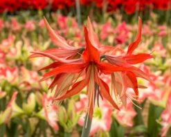 Amaryllis 'Sumatra' -Flowers Sales Store amaryllis sumatra 3