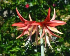 Amaryllis 'Sumatra' -Flowers Sales Store amaryllis sumatra 4