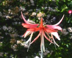 Amaryllis 'Sumatra' -Flowers Sales Store amaryllis sumatra 5
