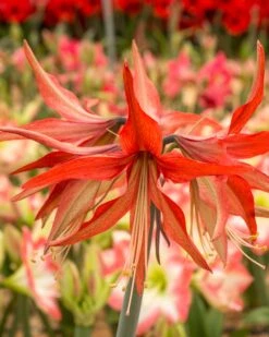 Amaryllis 'Sumatra' -Flowers Sales Store amaryllis sumatra 6