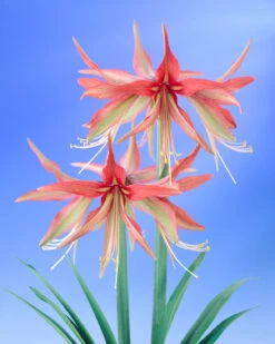 Amaryllis 'Sumatra' -Flowers Sales Store amaryllis sumatra 7