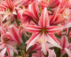 Amaryllis 'Sweet Lilian' -Flowers Sales Store amaryllis sweet lilian 1