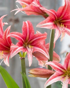 Amaryllis 'Sweet Lilian' -Flowers Sales Store amaryllis sweet lilian 10