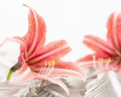 Amaryllis 'Sweet Lilian' -Flowers Sales Store amaryllis sweet lilian 12